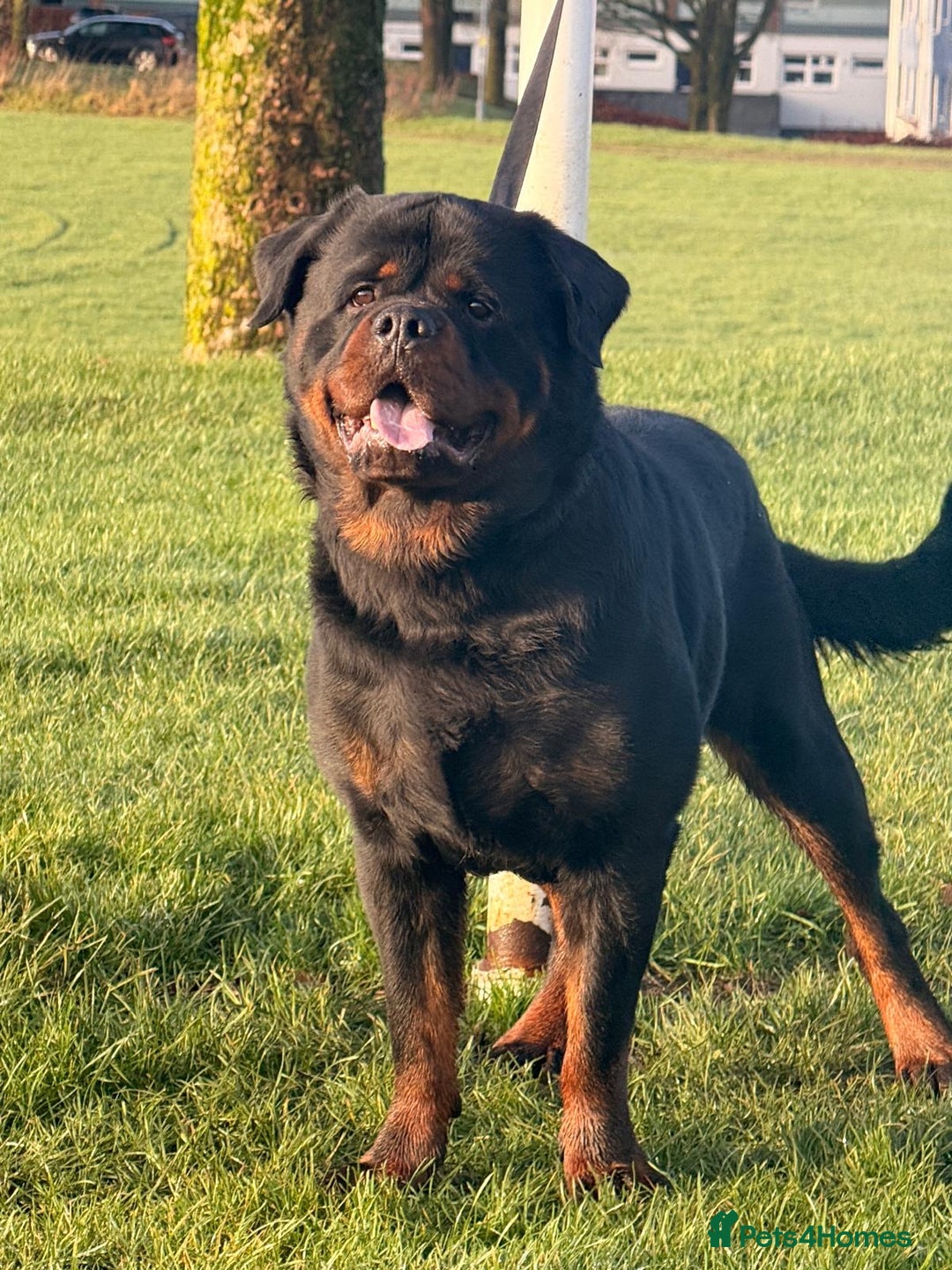 Rottweiler dogs for stud: Top quality health tested kc male German X serbian - Advert 23