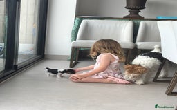 Fox Terrier dogs for sale: Stunning wire fox terrier puppies  - Image 6