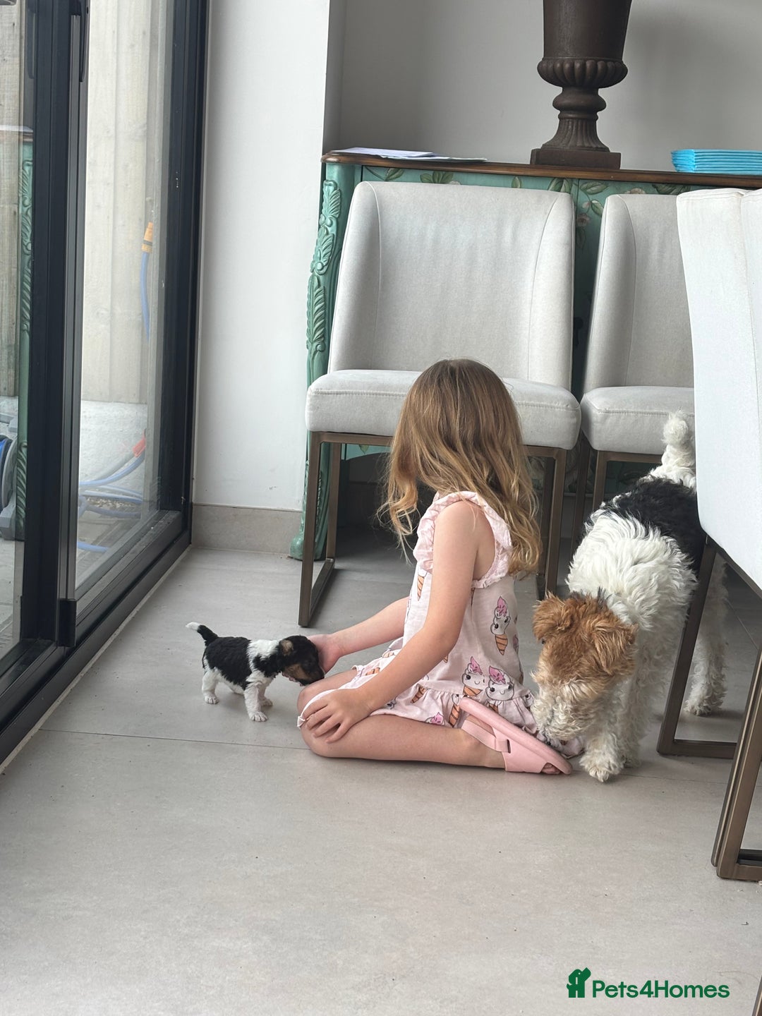 Fox Terrier dogs for sale: Stunning wire fox terrier puppies  - Image 6
