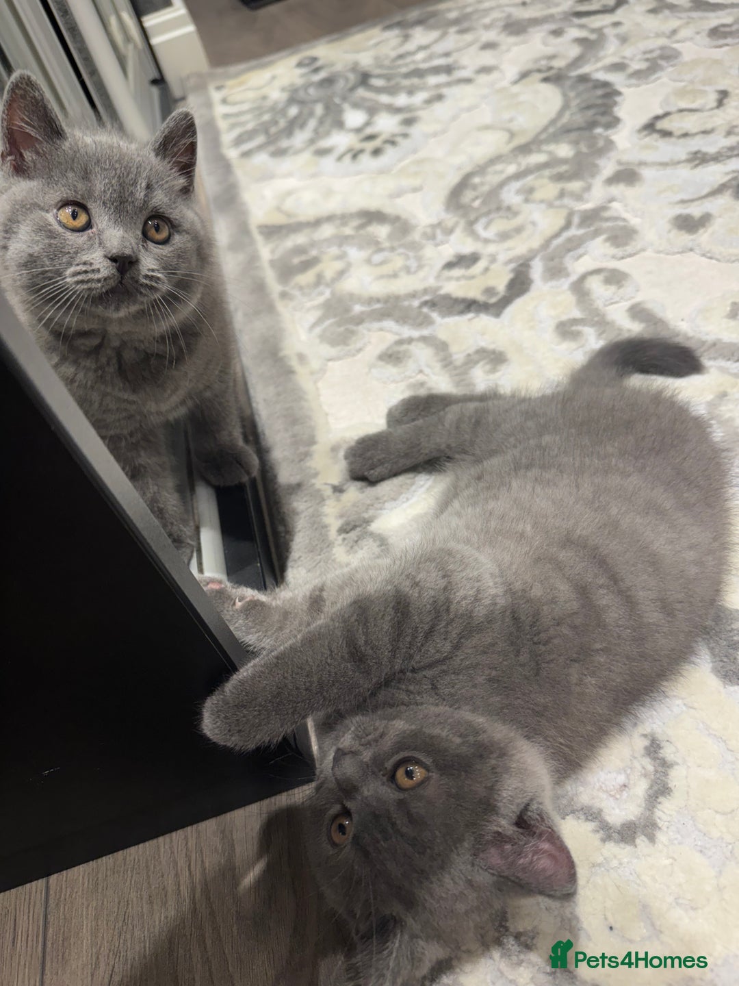 British Shorthair cats for sale: British Shorthair kittens - Advert 10