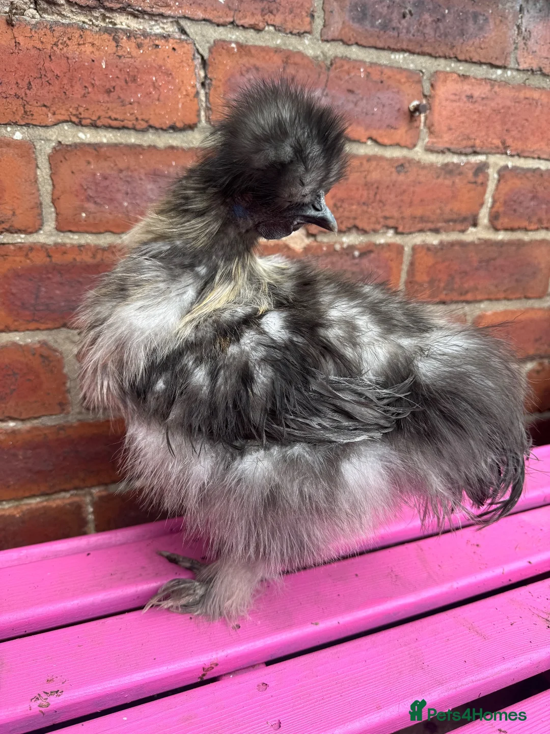 Chickens poultry for sale: Pure breed Cockerel’s free to good homes.  - Advert 1