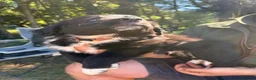 Sprollie dogs for sale: Springer x Collie in Lydney - Advert 12