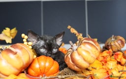 Devon Rex cats for sale: 🎉❤️ Full pedigree, healthy Devon rex boy 🎉❤️ - Image 8