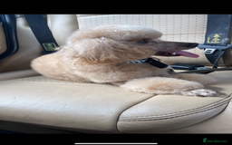 Mixed Breed dogs for sale: Adult female KC  - Image 3