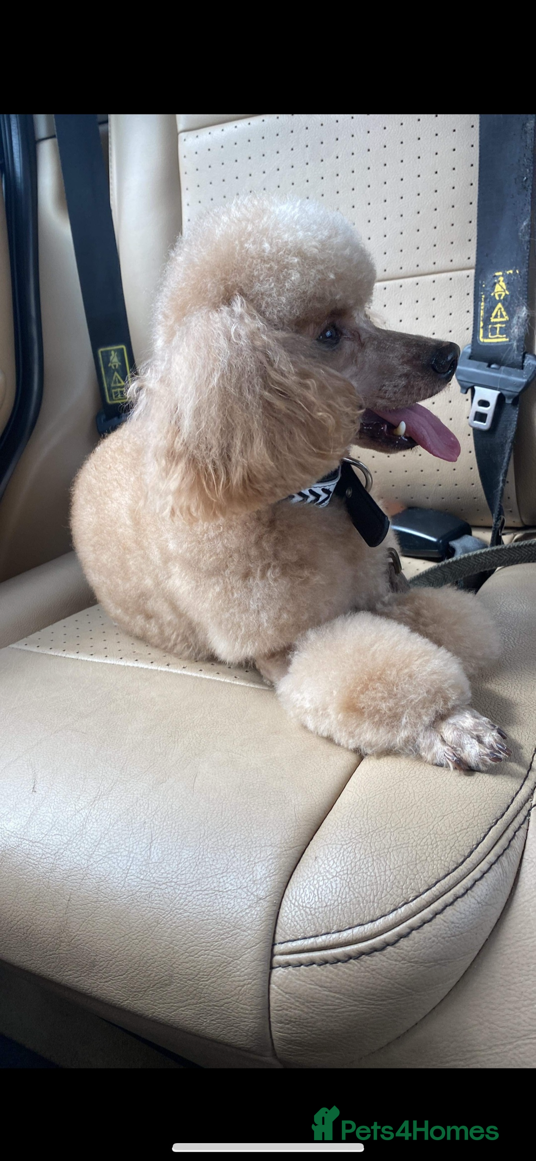 Mixed Breed dogs for sale: Adult female KC  - Image 3