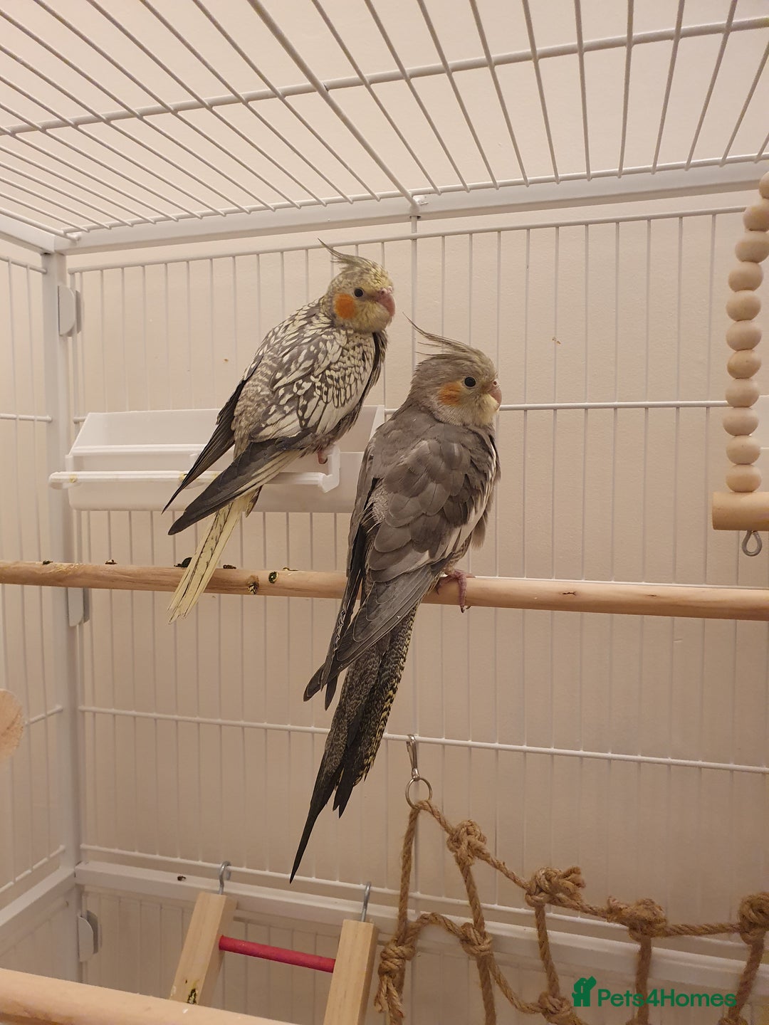 Cockatiels birds for sale: 2 Cockatiels - Hand reared - Advert 6