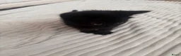 Mixed Breed cats for sale: Black kittens - Advert 10