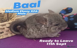 Chinchilla rodents for sale: RPA / RPAc baby Chinchillas ready now - Image 4