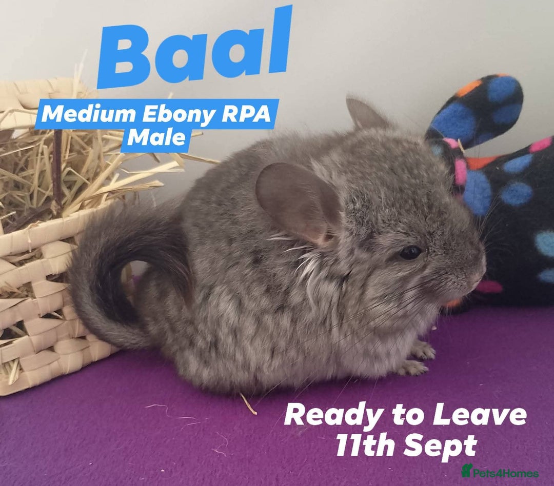 Chinchilla rodents for sale: RPA / RPAc baby Chinchillas ready now - Image 4