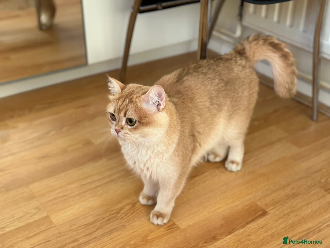 British Shorthair cats for sale: GCCF reg BSH Last Chocolate Gold Blue Eyes Female - Advert 10