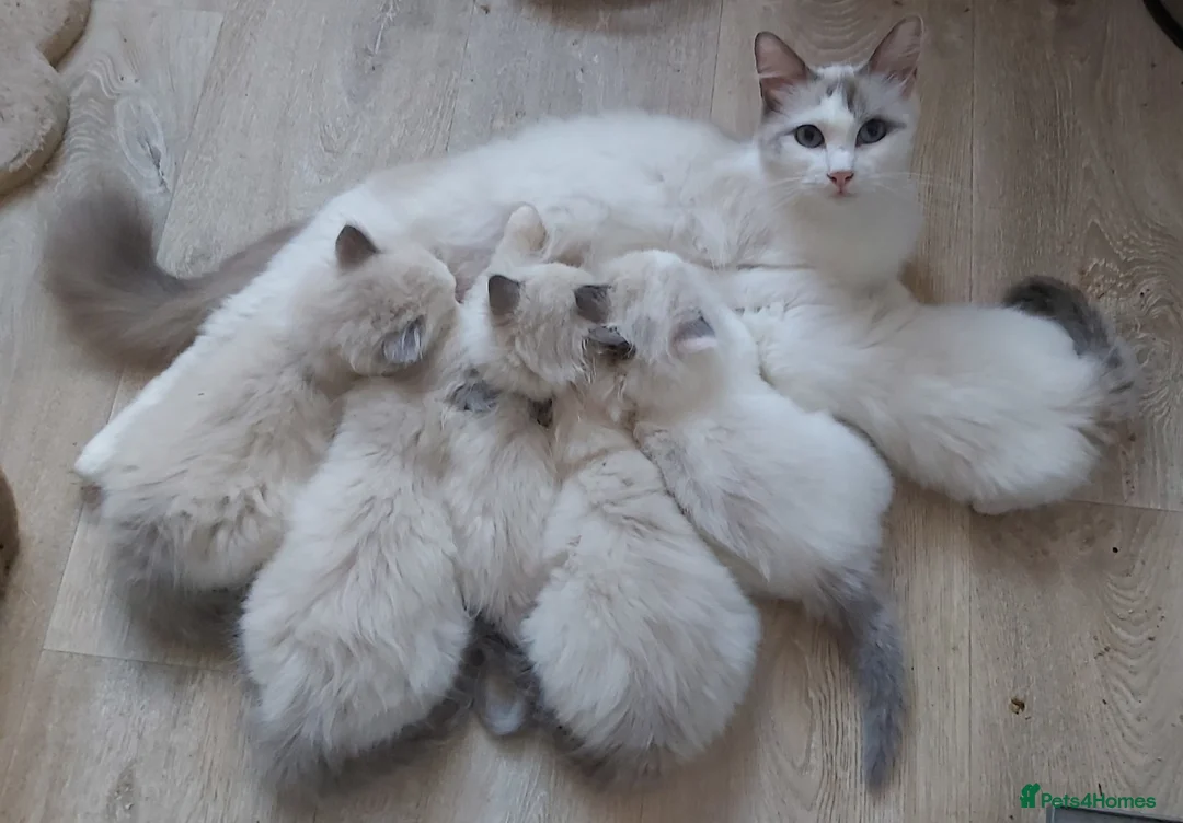 Ragdoll cats for sale: RAGDOLLS BICOLOUR FLUFFY BLUE EYES GIRLS BOY  - Advert 33
