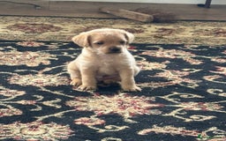 Mixed Breed dogs for sale: Norfolk terrier cross by toy poodle - Image 5