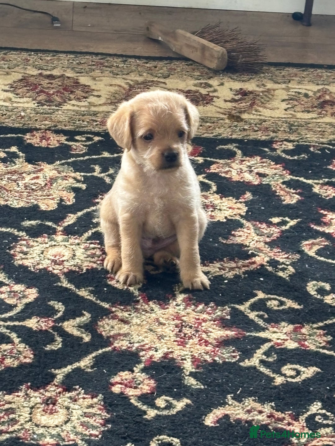 Mixed Breed dogs for sale: Norfolk terrier cross by toy poodle - Image 5