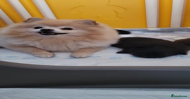 Pomeranian dogs - Advert 1