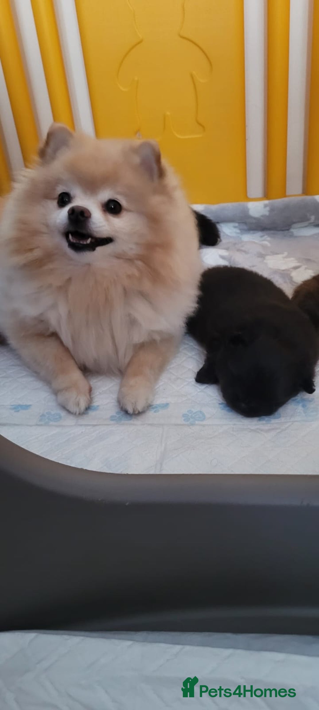 Pomeranian dogs for sale: 🐾 Adorable High-Quality Pomeranian Puppies  - Image 7