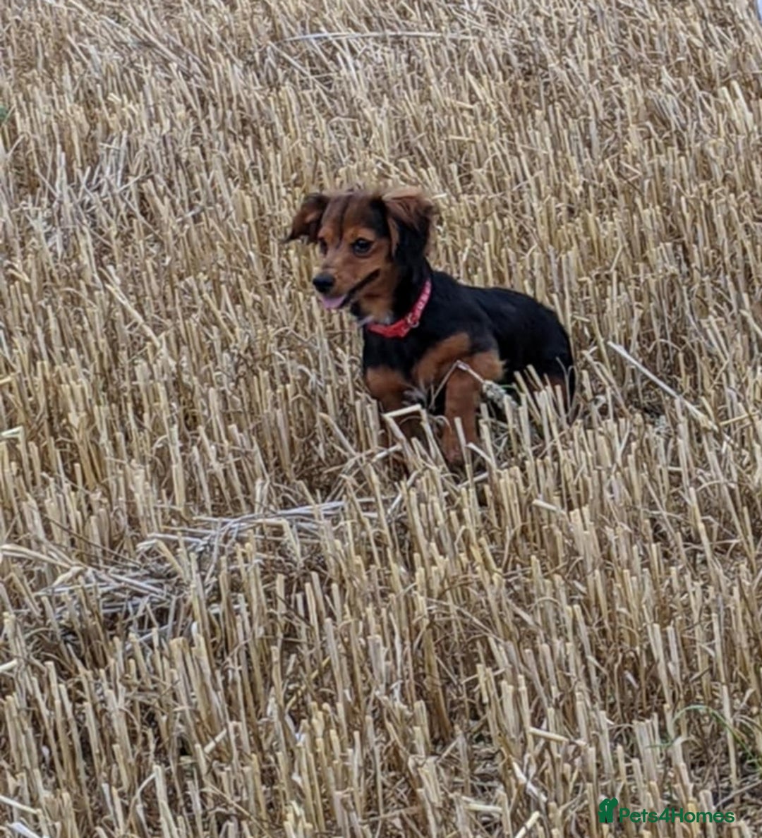 Chiweenie dogs for sale: Male (Billy) for sale  - Image 1