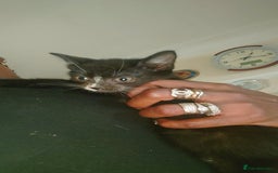 British Shorthair cats for sale: British shorthair mix kittens 4 sale £25 - Image 4