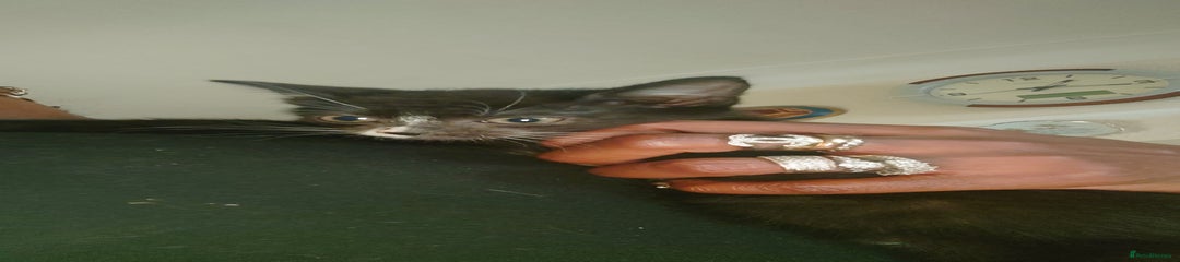 British Shorthair Kitten 1