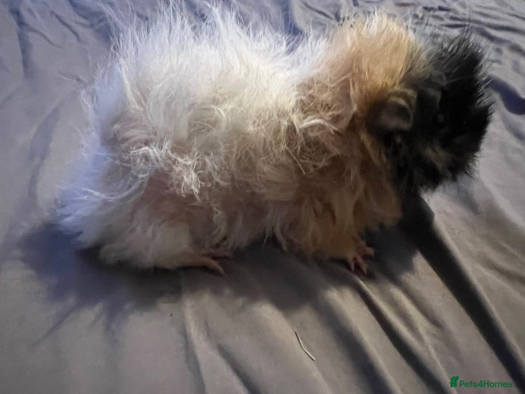 Guinea Pig rodents for sale: Female guinea pigs  - Advert 8