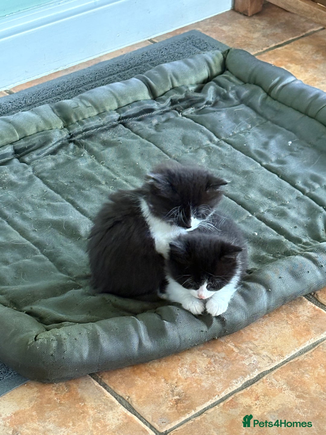 Mixed Breed cats for sale: Beautiful Black and White Kittens - Image 3