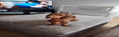 Miniature Dachshund 2