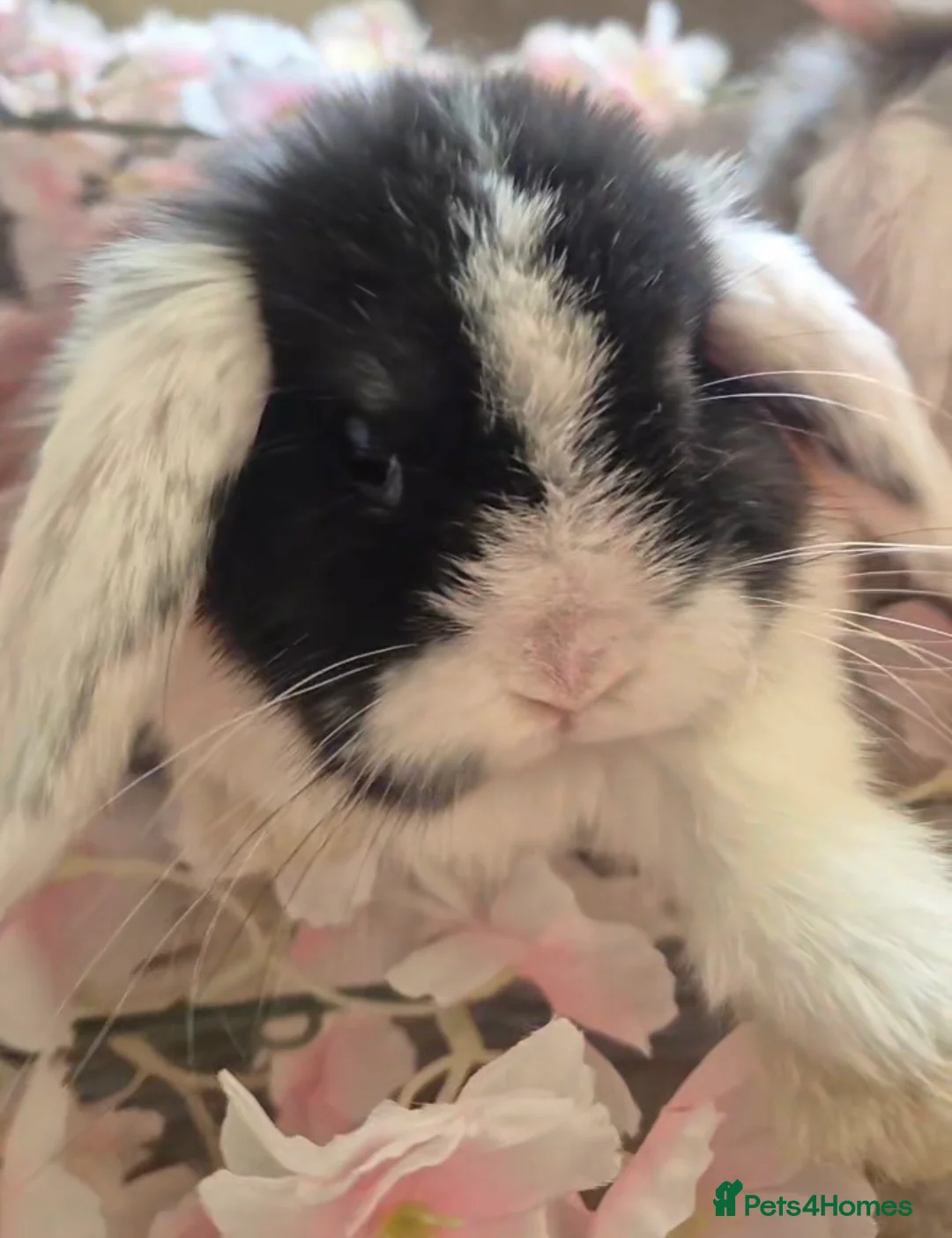English Lop rabbits for sale: 4 lovely little bunnys  - Advert 2