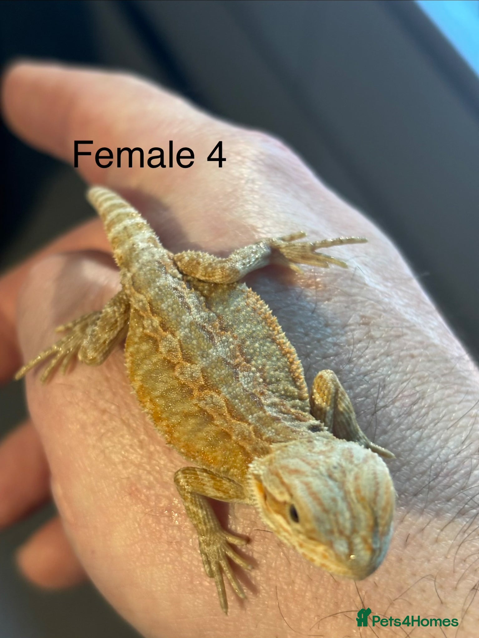 Bearded Dragon reptiles Last 2 baby bearded dragons - Advert 2