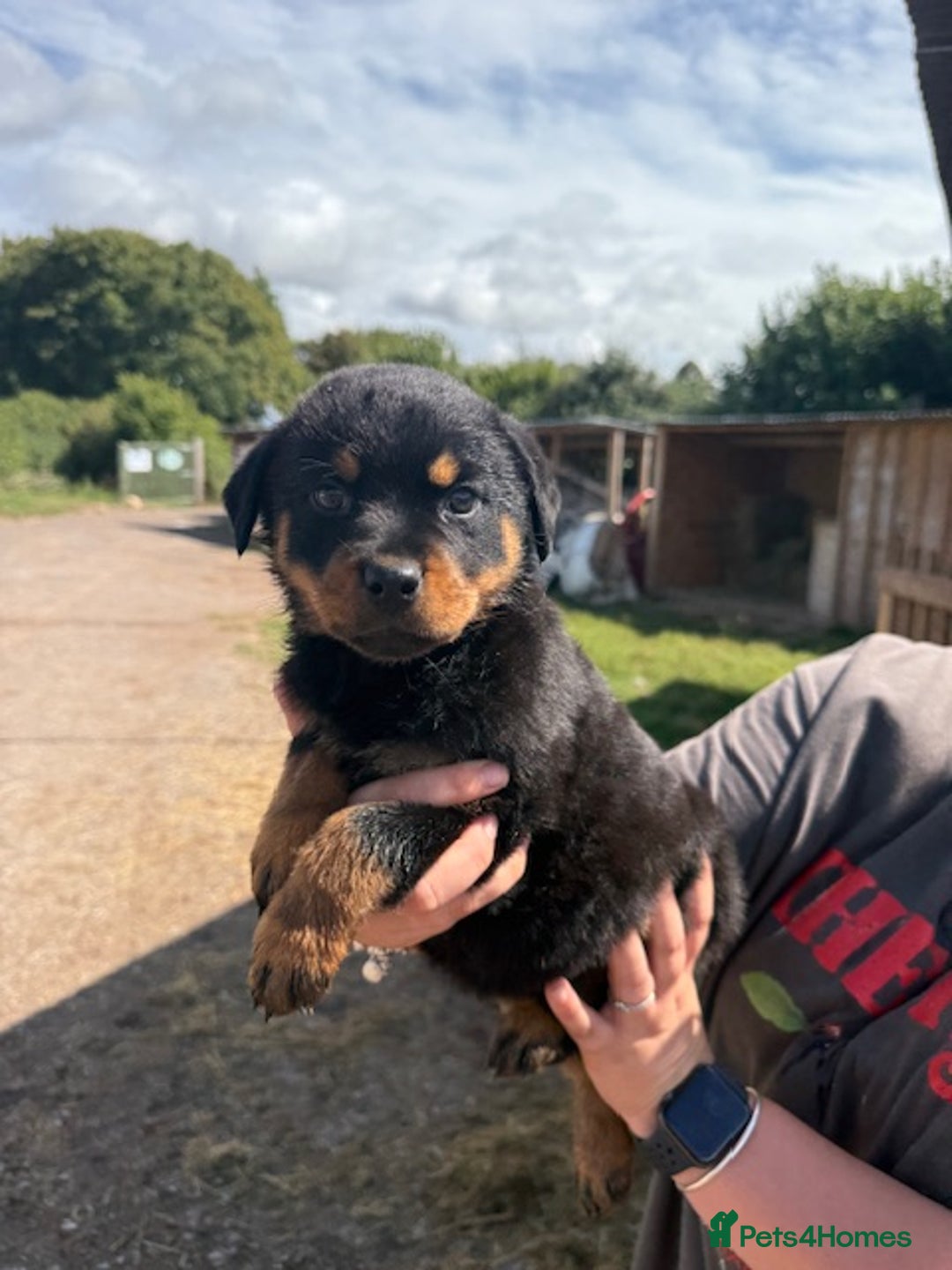 Rottweiler dogs for sale: beautiful pedigree rottweilers  - Image 27