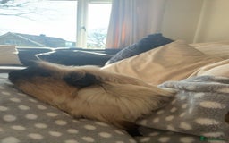 Guinea Pig rodents for sale: Three guinea pigs for sale  - Image 5