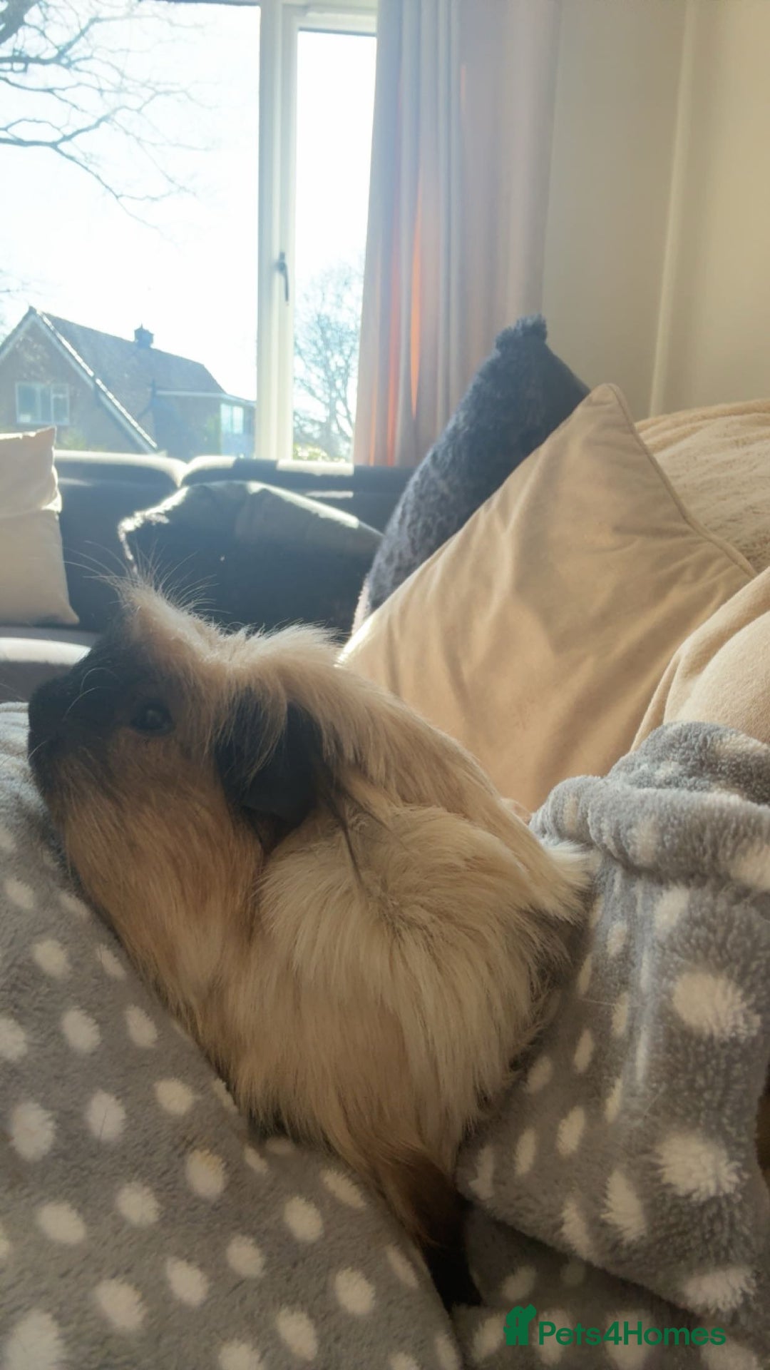 Guinea Pig rodents for sale: Three guinea pigs for sale  - Image 5