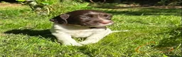 English Springer Spaniel dogs for sale: English Springer Spaniel, KC registered puppies - Advert 31