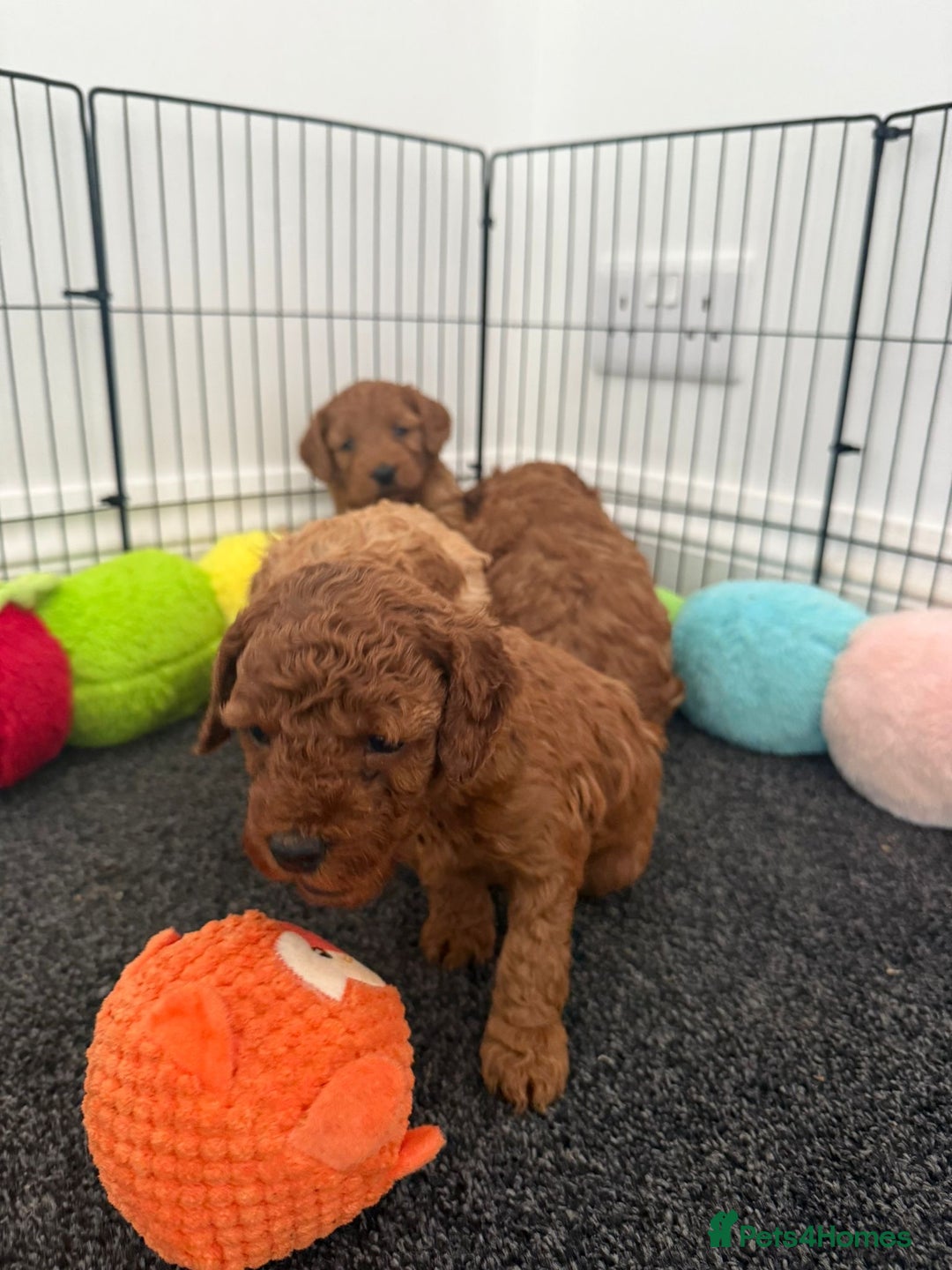 Cockapoo dogs for sale: Cockapoo puppy’s  - Image 6