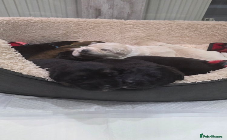 German Shepherd dogs Amazing german shepherd puppies for rehousing  - Advert 1