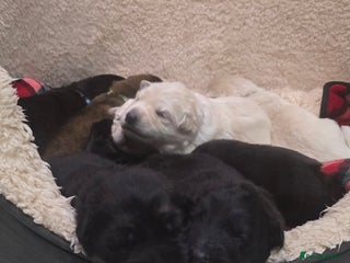 German Shepherd dogs Amazing german shepherd puppies for rehousing - Advert 16