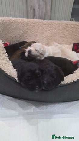 German Shepherd dogs Amazing german shepherd puppies for rehousing - Advert 1