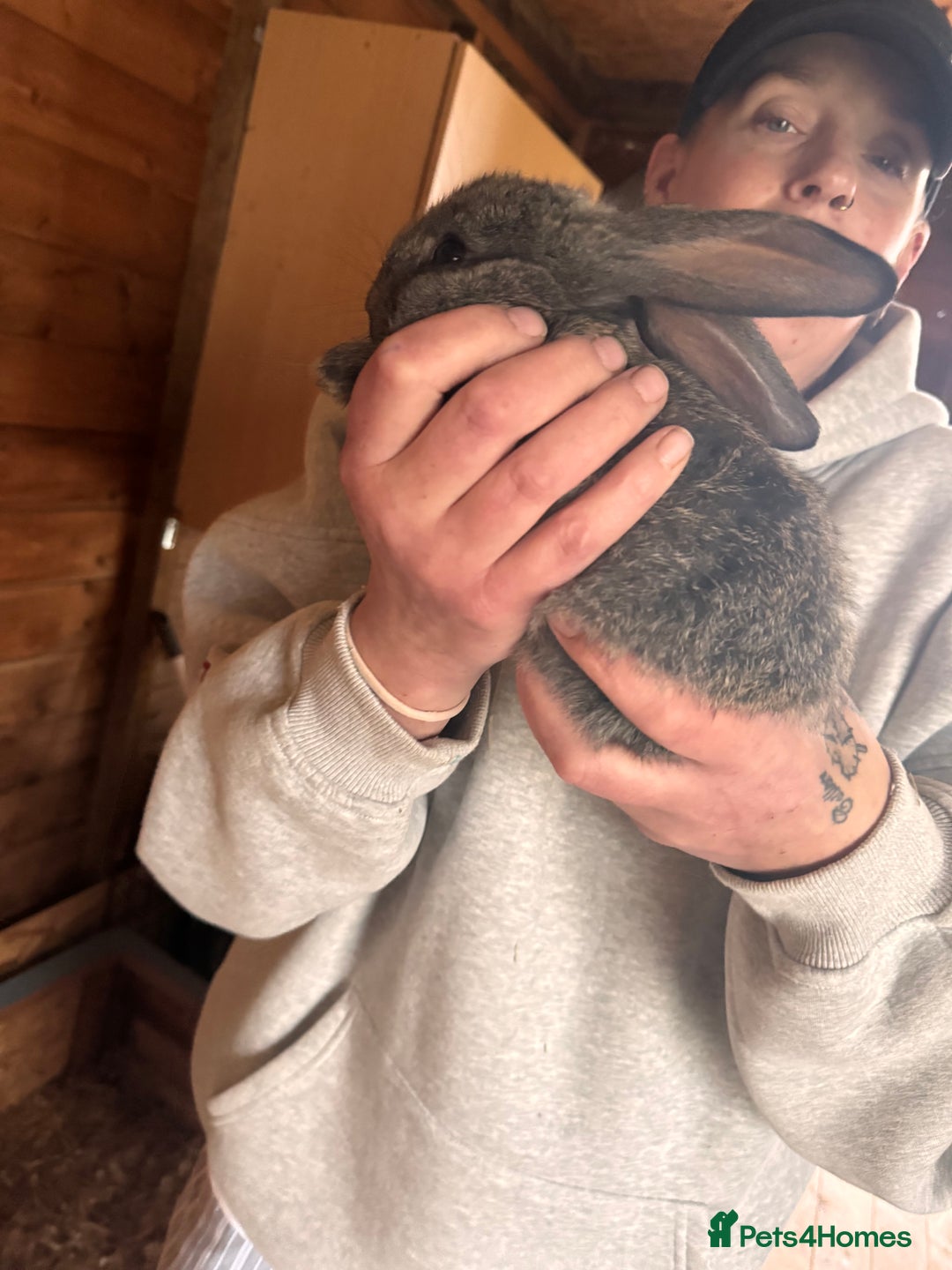 Continental Giant rabbits for sale: Pure Bred Continental Giant Rabbits  - Image 26