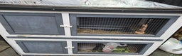 Mixed Breed rabbits for sale: 2 male rabbits and cage plus accessories  - Advert 13