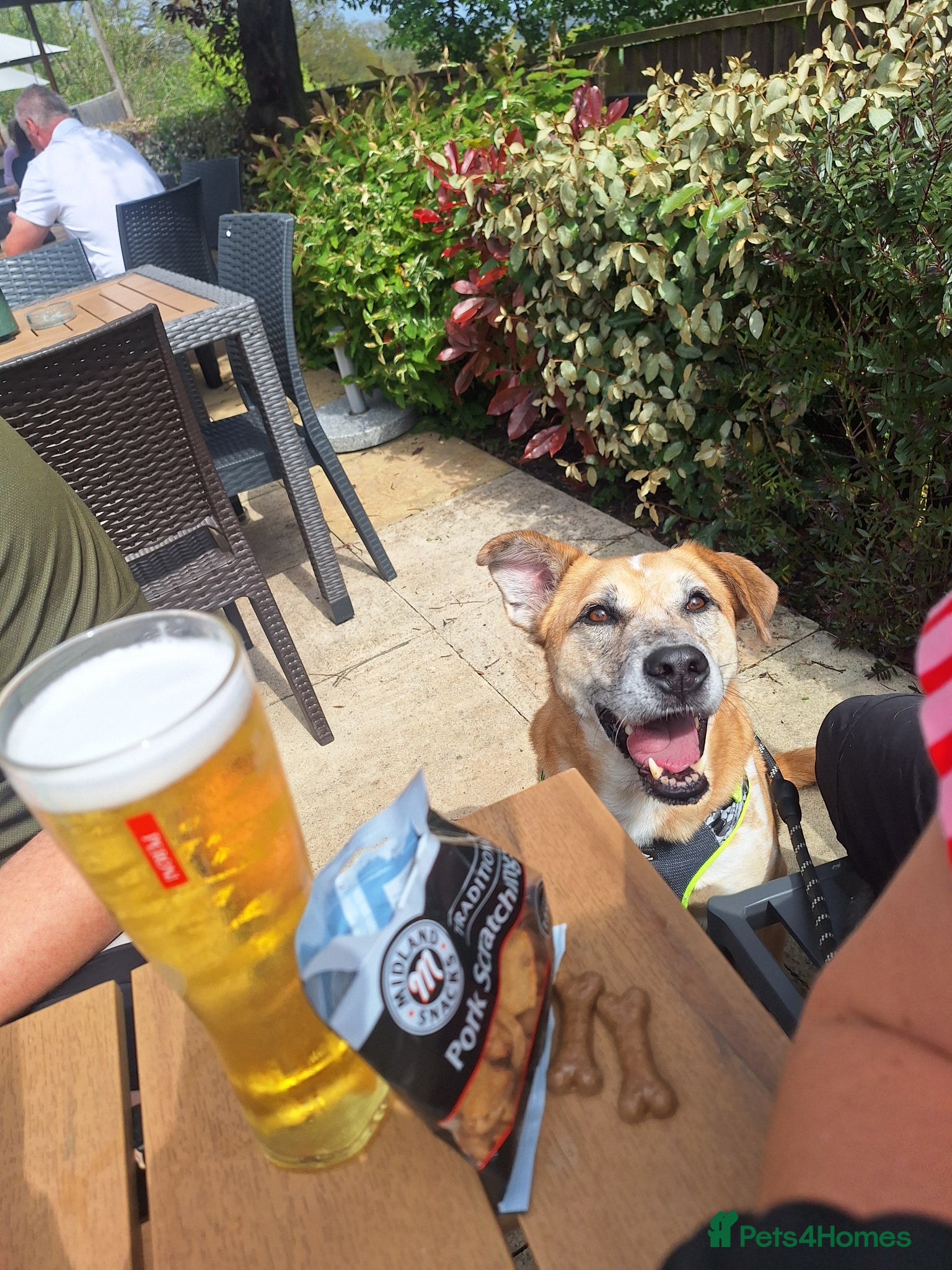 Mixed Breed dogs Big Beautiful Boy for Adoption - Advert 8