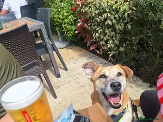 Mixed Breed dogs Big Beautiful Boy for Adoption - Advert 8