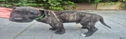 Presa Canario dogs for sale: Presa Canario Puppies ♥️  - Advert 13