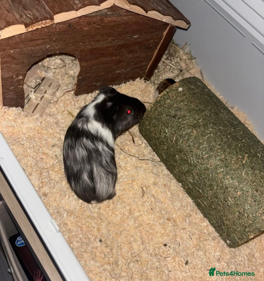 Guinea Pig rodents for sale: 2 male guinea pigs  - Advert 3