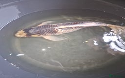 Koi Carp fish for sale: Koi for sale - Image 1