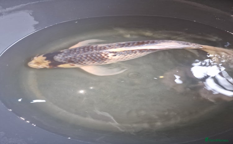 Koi Carp fish - Advert 1