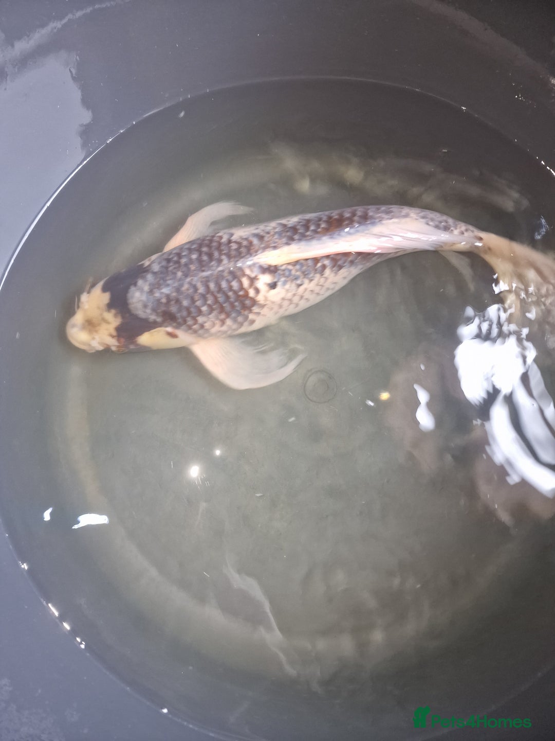 Koi Carp fish for sale: Koi for sale - Image 1