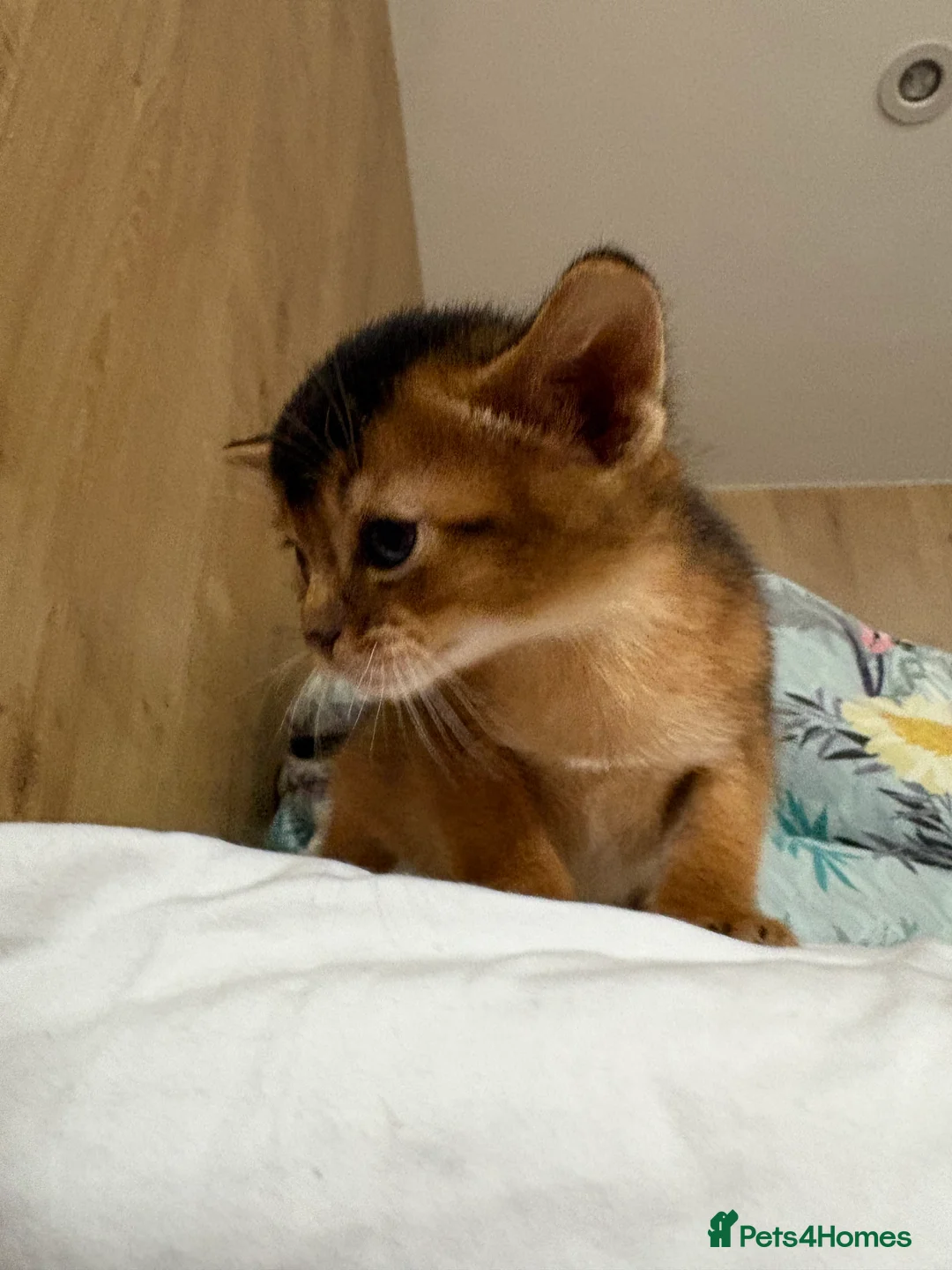 Abyssinian cats for sale: Abyssinian champion line kittens🏆 - Advert 22