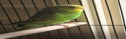 Budgerigars birds for sale: Baby budgies  in Broadstairs - Advert 4