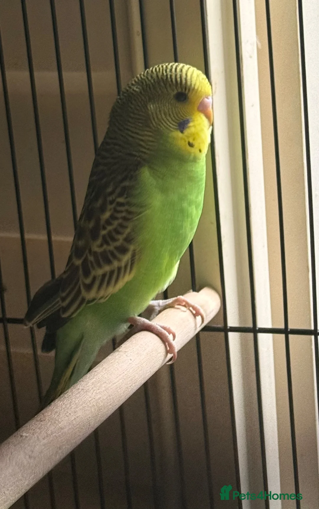 Budgerigars birds for sale: Baby budgies  in Broadstairs - Advert 4