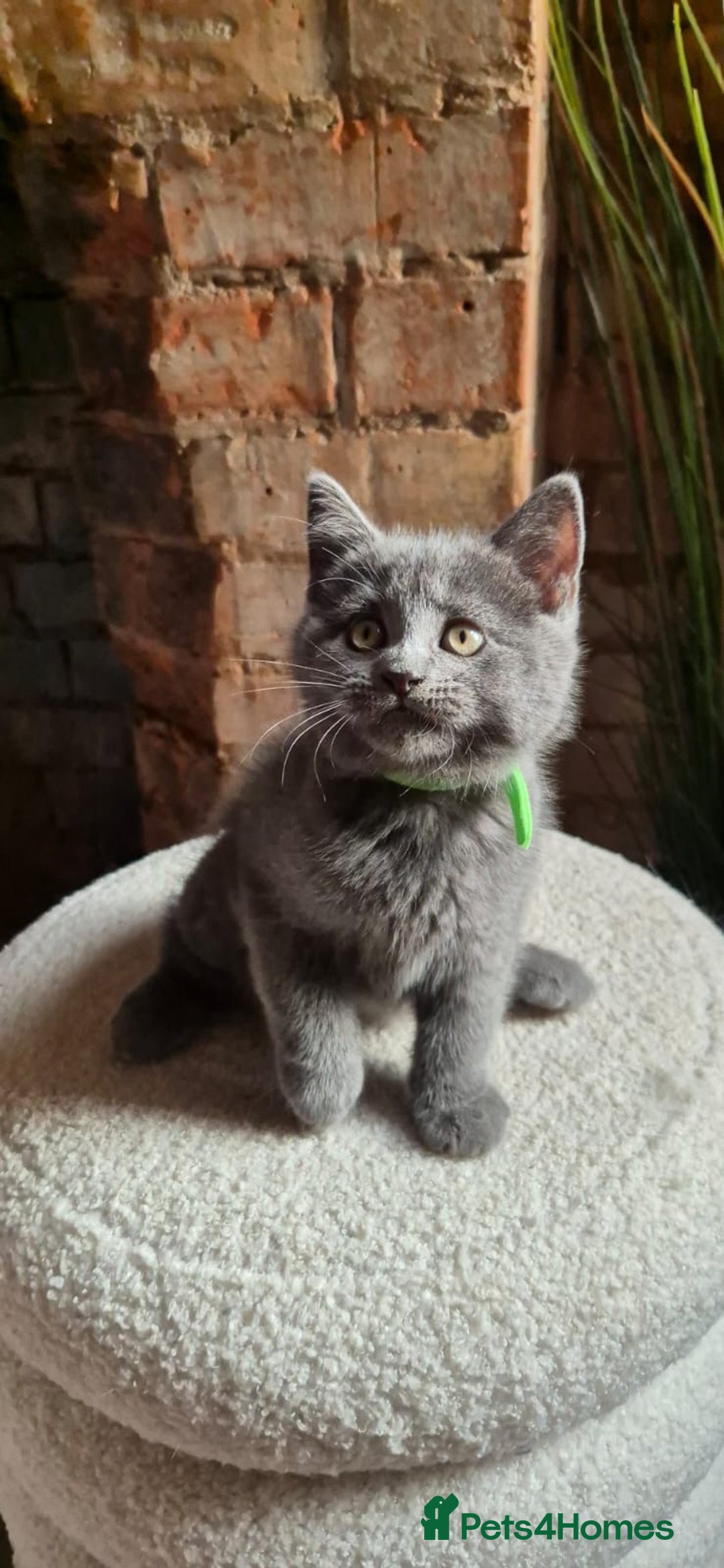 Scottish Fold cats for sale: Adorable Scottish Fold and Straight Kittens  - Image 22