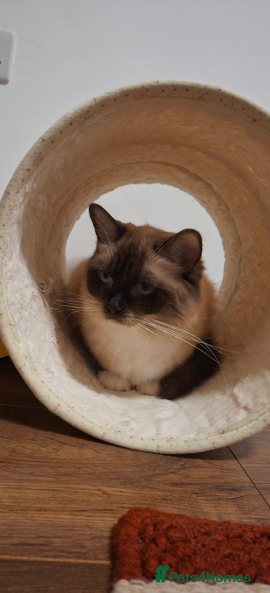 Ragdoll cats Active one year old Queen Aga  - Advert 2
