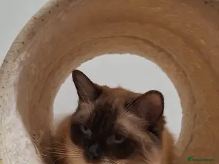 Ragdoll cats Active one year old Queen - Aga - Advert 2